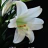 Happy Lily logo